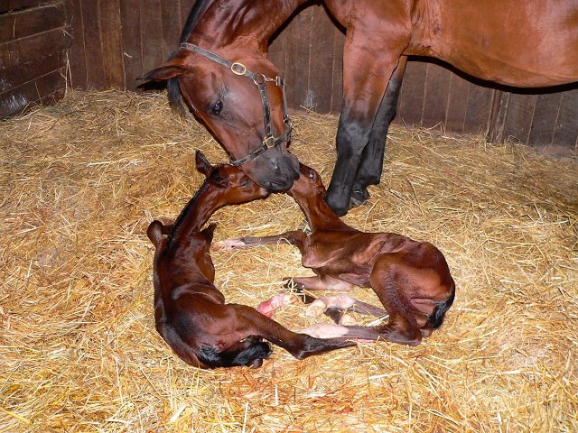 Twin Foals